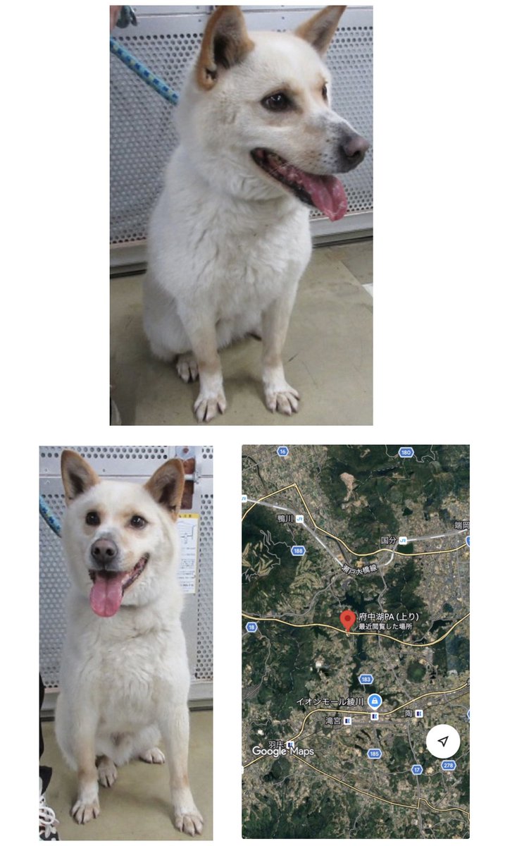 🟦香川県 中讃保健所保護迷い犬🟦
管理番号2630043
推定1〜5歳の男の子が保護されました
4/18(土)パーキングエリアで保護されてます…10日間警察で過ごしましたが、飼い主さんのお迎えなかったので保健所に移送されました😢

この子捨てられたの？

お心当たりのある方は↓
中讃保健所📞0877-24-9964