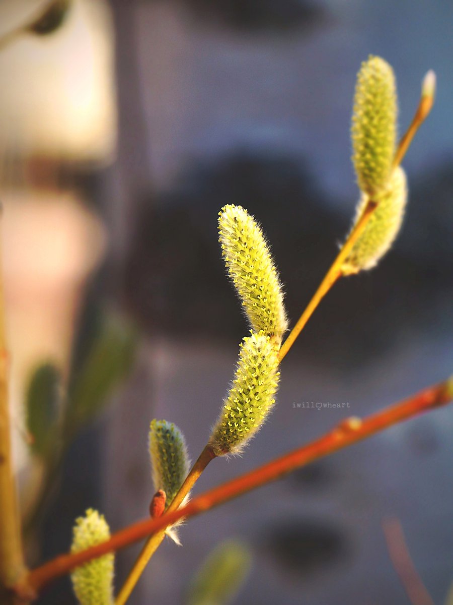 iwillowheart's tweet image. Everything begins anew  ˖᯽ ݁˖
#naturephotography
#macrophotography  
#spring #blossoms