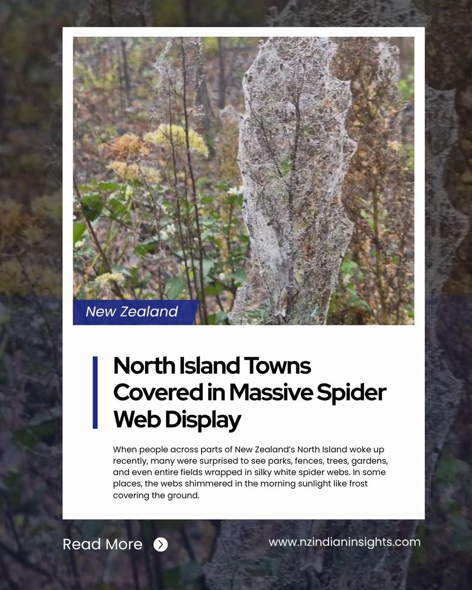 NZ Indian Insights tweet media