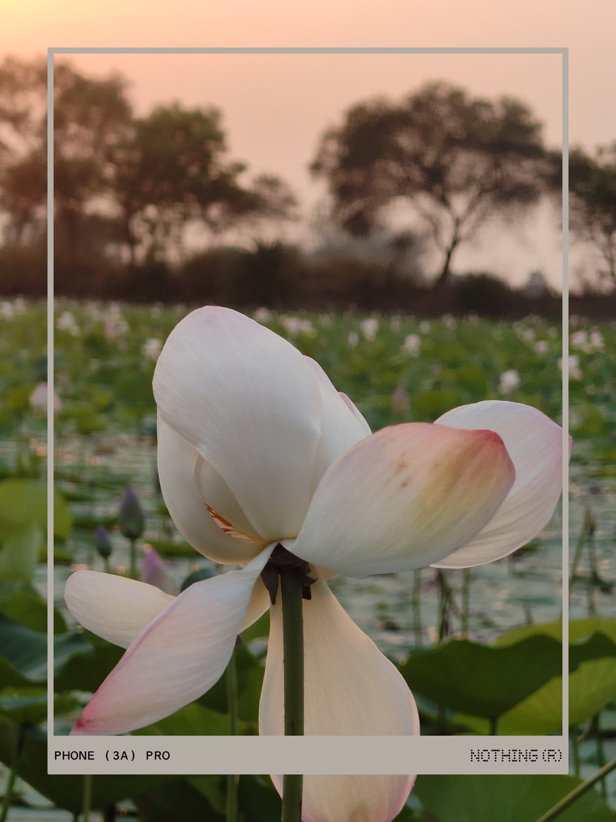 SubratK61230951's tweet image. #mobileclick #mobilephotography #photography #nature #naturephotography #photooftheday #india #mobile #instagram #mobilephotographyindia #instagood #photographylovers  #flowers #mobilephoto  #picoftheday #of #indianphotography #naturelovers  # odisha # Boudh ( purunakatak )