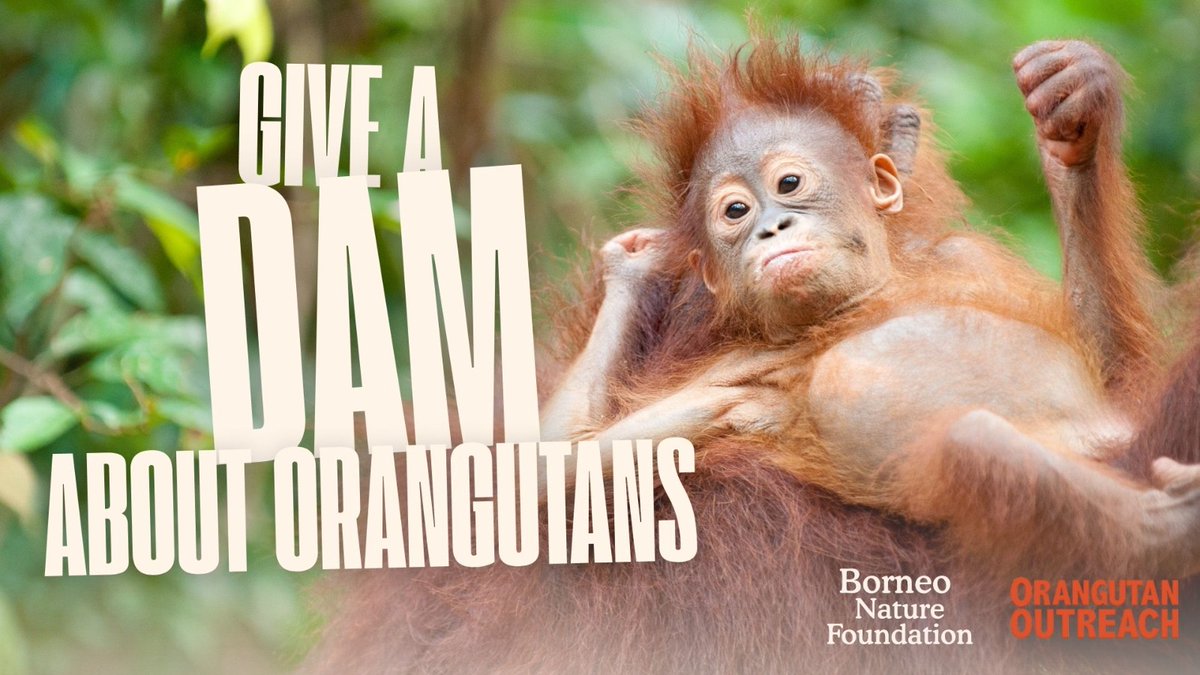 Orangutan Outreach 🦧❤️🌳 tweet media