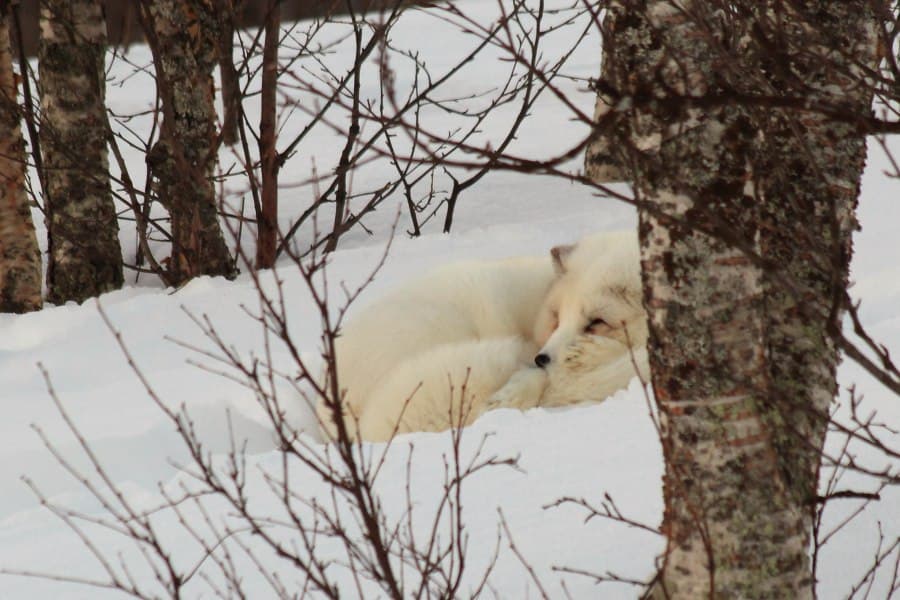 Daily Arctic Fox tweet media