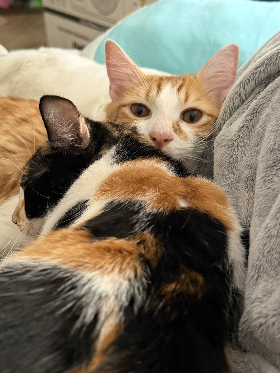 Sorgina ∴ tweet media