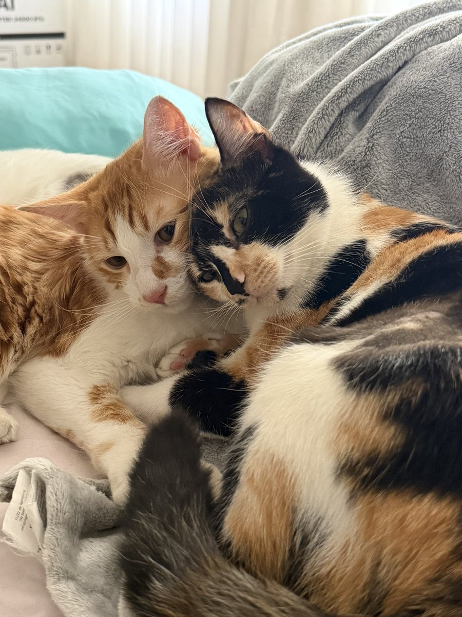 Sorgina ∴ tweet media