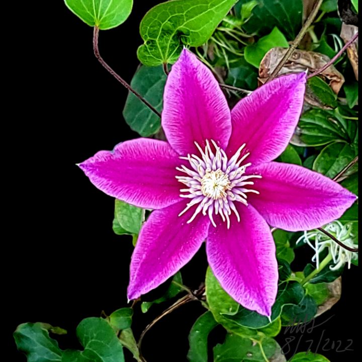 buzzwaxx's tweet photo. Art of the Day! "Proud Clematis". Buy at: https://t.co/denKiosSLs https://t.co/rGcHToILNS
