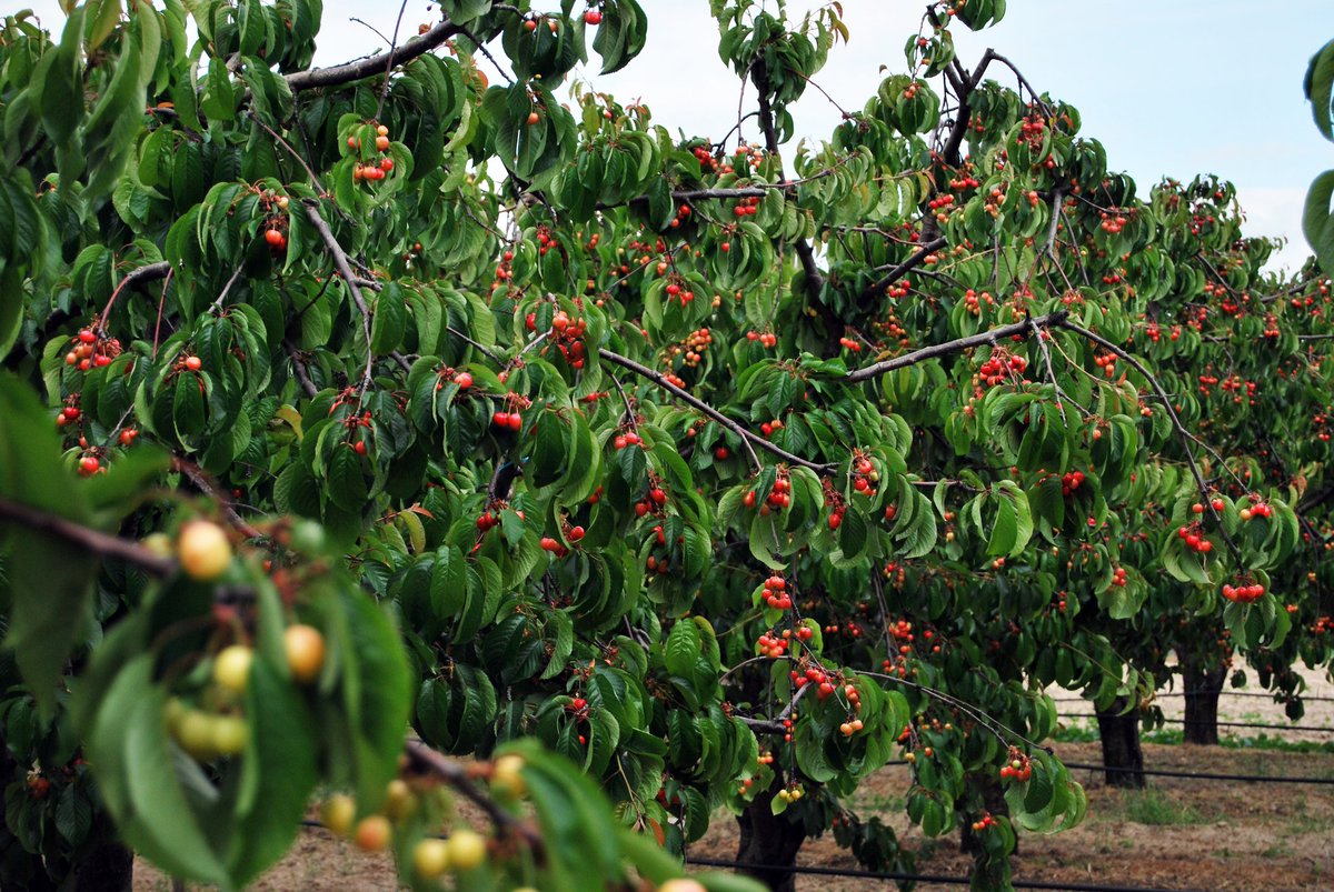 Há esperas que valem cada segundo… e a da Cereja do Fundão é, sem dúvida, a mais doce de todas. 🍒
O sopé da Serra da Gardunha está a vestir-se de vermelho e o aroma a fruto fresco já invade o território. O tempo da Cereja do Fundão está achegar e nós estamos à sua espera!🍒