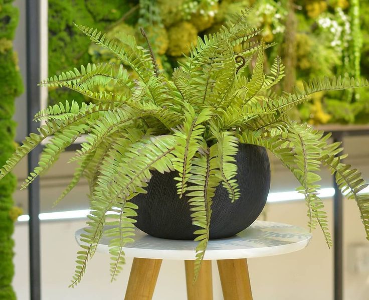 𓆩• 𝑂𝑎𝑠𝑖𝑠 𝐶ℎ𝑎𝑟𝑚 𝐶𝑜𝑓𝑓𝑒𝑒 •𓆪 tweet media