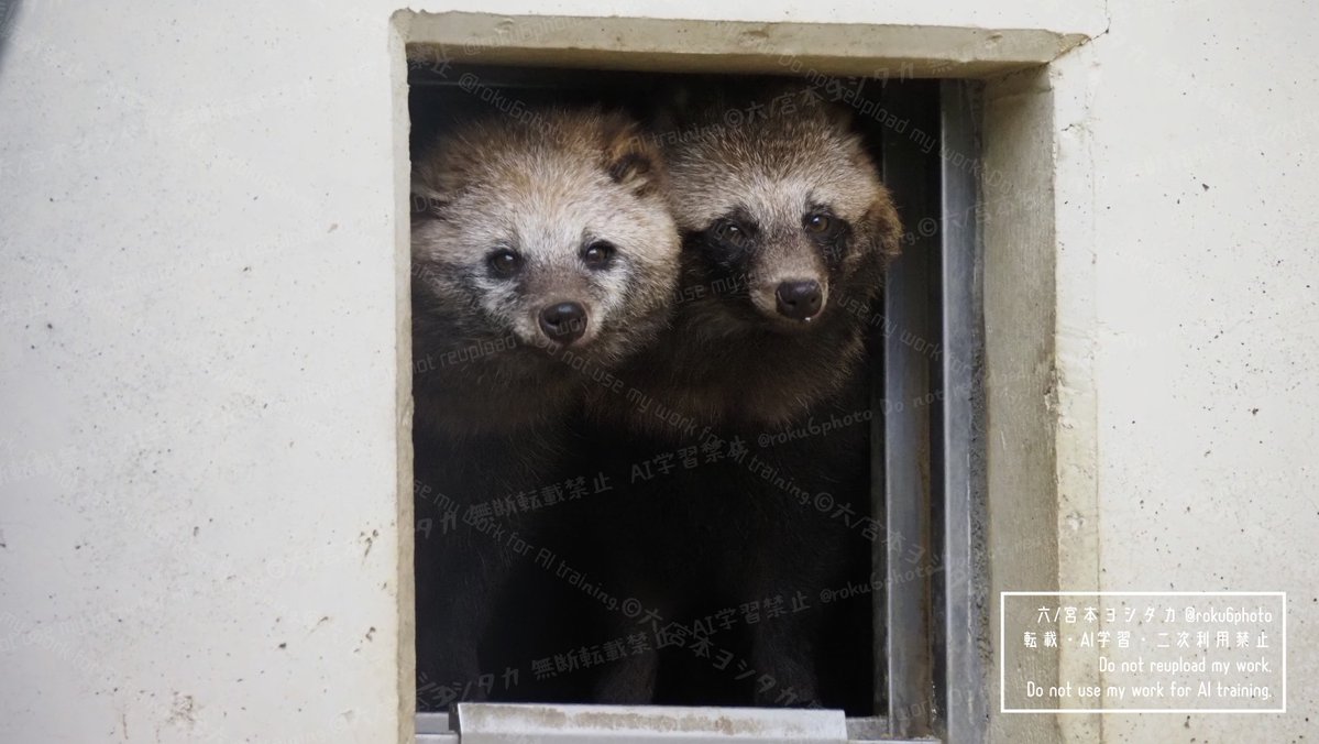 たぬきページ タヌキシリーズ（2）（2021年9月28日）｜八木山動物公園フジサキの杜