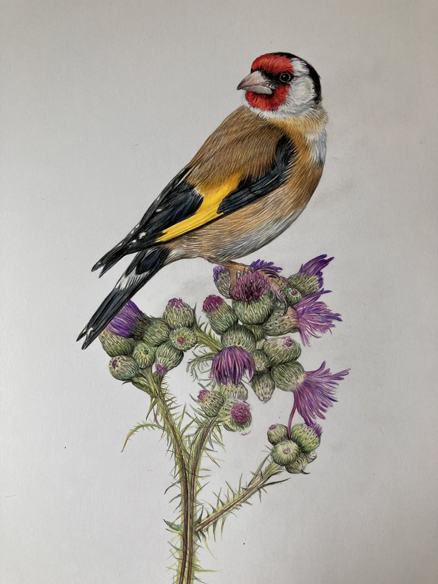 studio22artz's tweet image. I’ve got to try and complete my calendar drawings before I start experimenting with different styles etc, so I’ve tried working more on this one today. #art #drawing #goldfinch #birds