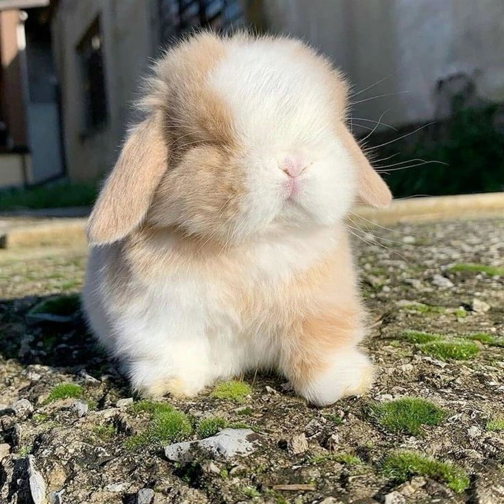 thepopularanimals tweet media