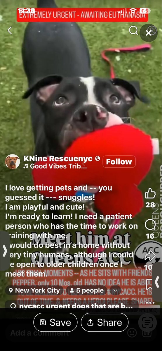 princess_kim_k's tweet image. Your fucking shelter murdered ANOTHER PUPPY WHO HAD A RESCUE THAT WANTED TO SAVE HER! You fucking animal hating tiktok ho of a mayor! Fkk off ! #nycacc