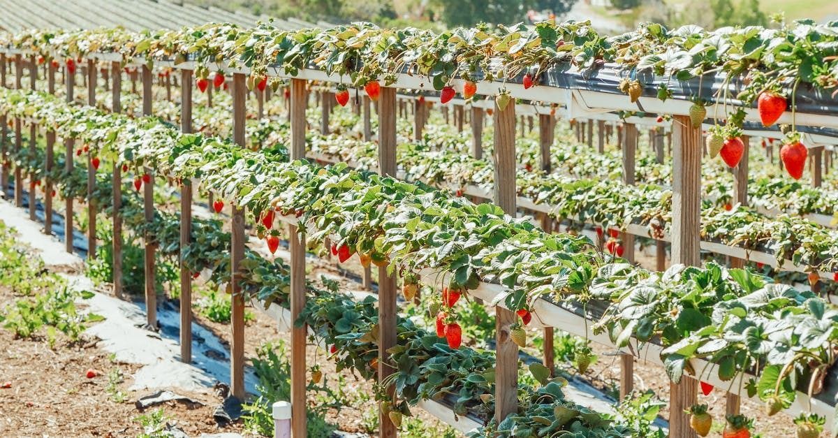 AgTechBreakthrough tweet media