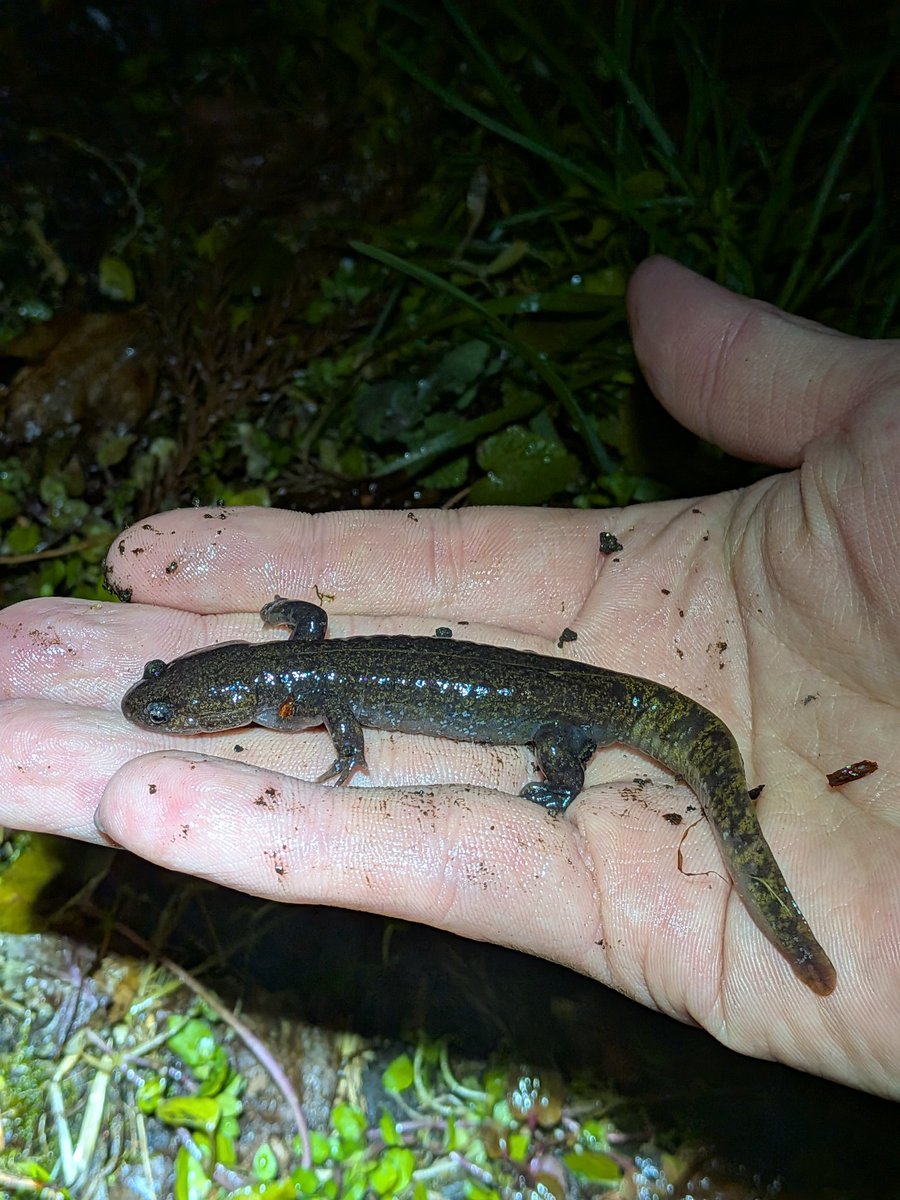 Komannman's tweet photo. 岩手遠征その2
同期の実家にトウホクサンショウウオいてすごかった https://t.co/pd9SoYGJS2