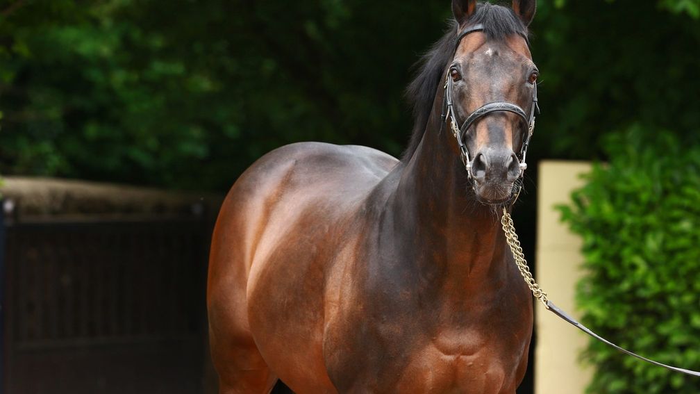 Racing Post Bloodstock tweet media