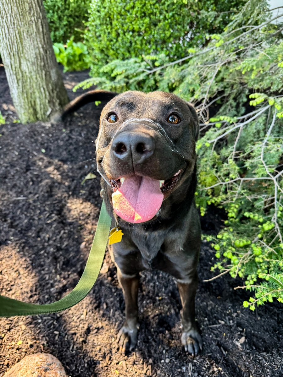 Humane Society of Missouri tweet media