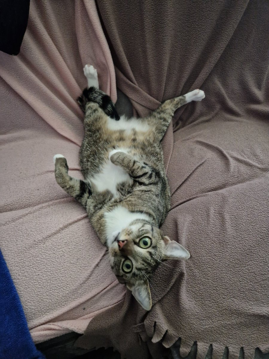 DatHeetJoella's tweet photo. 🐱 https://t.co/Cm4SnvuEOZ