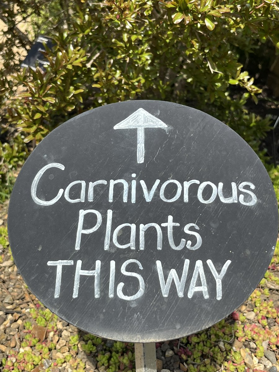 CUBotanicGarden's tweet photo. We’re #GettingCurious about carnivorous plants this #NationalGardeningWeek. See them in the new display by the Glasshouse Range, including pitcher plants (Sarracenia), Venus flytraps (Dionaea) &amp; sundews (Dosera). All with ingenious ways to attract, trap, and digest prey. https://t.co/v4i3Z4G3FN