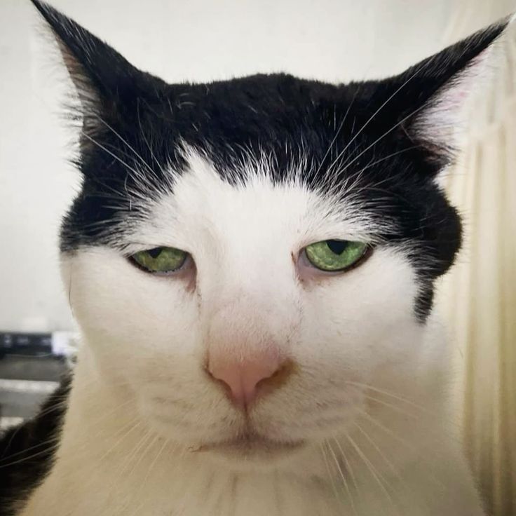 jiji ฅ tweet media