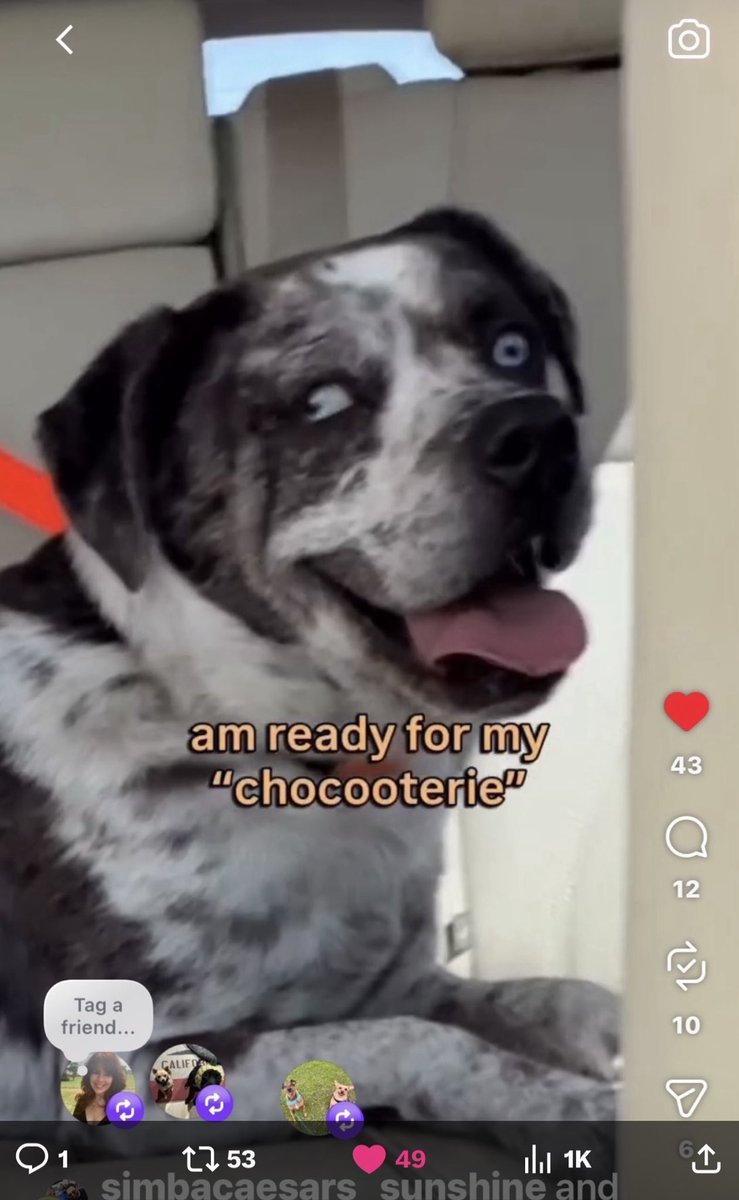 KristinaJulia2's tweet image. instagram.com/reel/DXdF1DXBZ…
Gentle Australian Cattle dog is running out of time.  pls be his hero &amp;amp; help save him.  If you can’t adopt or foster at least RT to get 👁️ on him, he deserves our help 
#AdoptDontShop #Australia #AustralianCattleDog