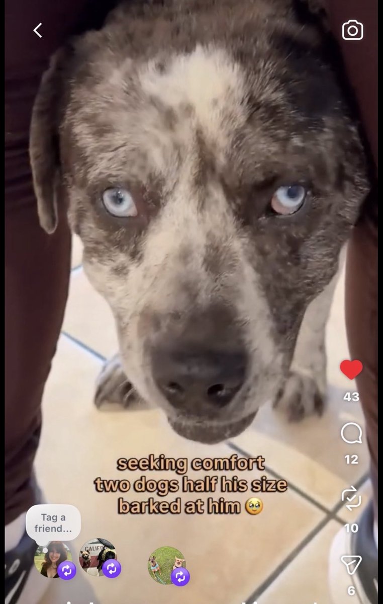 KristinaJulia2's tweet image. instagram.com/reel/DXdF1DXBZ…
Gentle Australian Cattle dog is running out of time.  pls be his hero &amp;amp; help save him.  If you can’t adopt or foster at least RT to get 👁️ on him, he deserves our help 
#AdoptDontShop #Australia #AustralianCattleDog