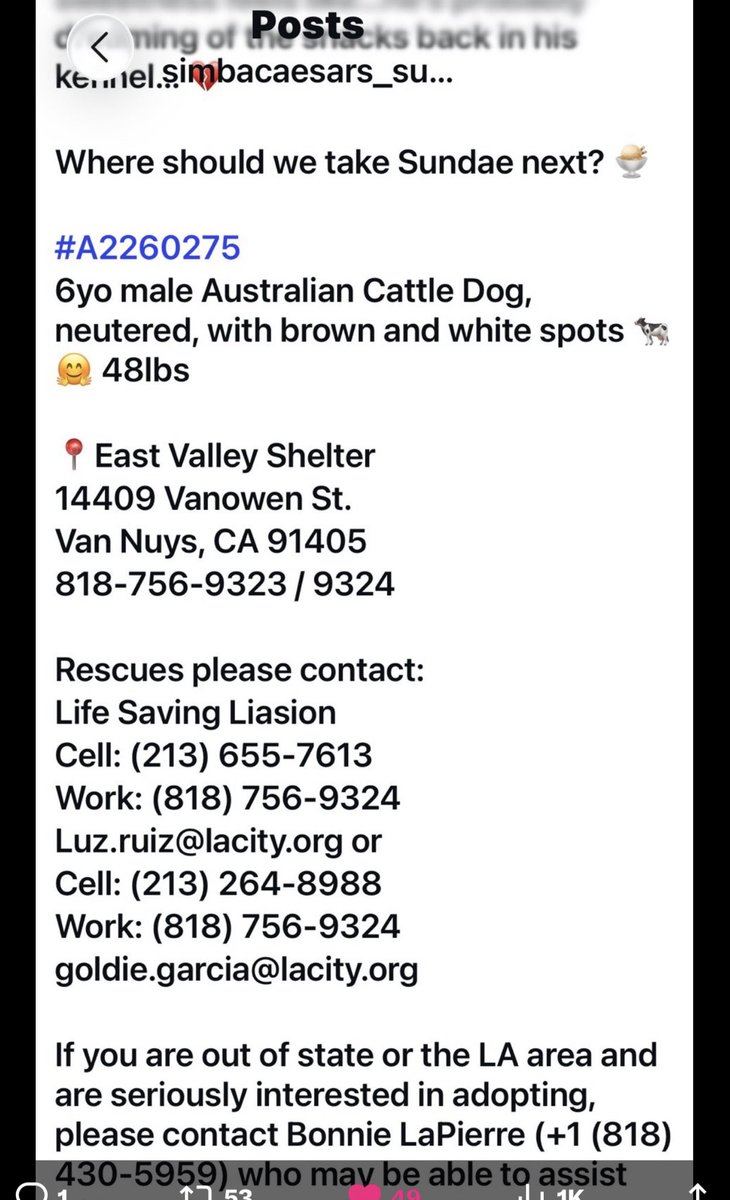 KristinaJulia2's tweet image. instagram.com/reel/DXdF1DXBZ…
Gentle Australian Cattle dog is running out of time.  pls be his hero &amp;amp; help save him.  If you can’t adopt or foster at least RT to get 👁️ on him, he deserves our help 
#AdoptDontShop #Australia #AustralianCattleDog