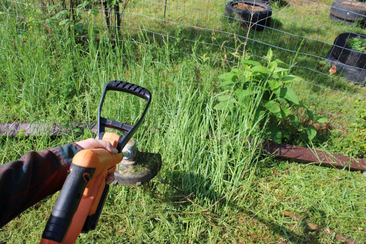 docsanderson's tweet image. #Scientists #Carpenter #RestorationProject #Wolves #Mates @NatGeo @danpeckwx @HeartsofHeroes_
@Nature G Mags Lizzie got a break from the rain. worked on #Safety for #Garden entrance was cluttered , wood pile growing up. invitation to snakes. dont want snakes. Love you Mwah Lee