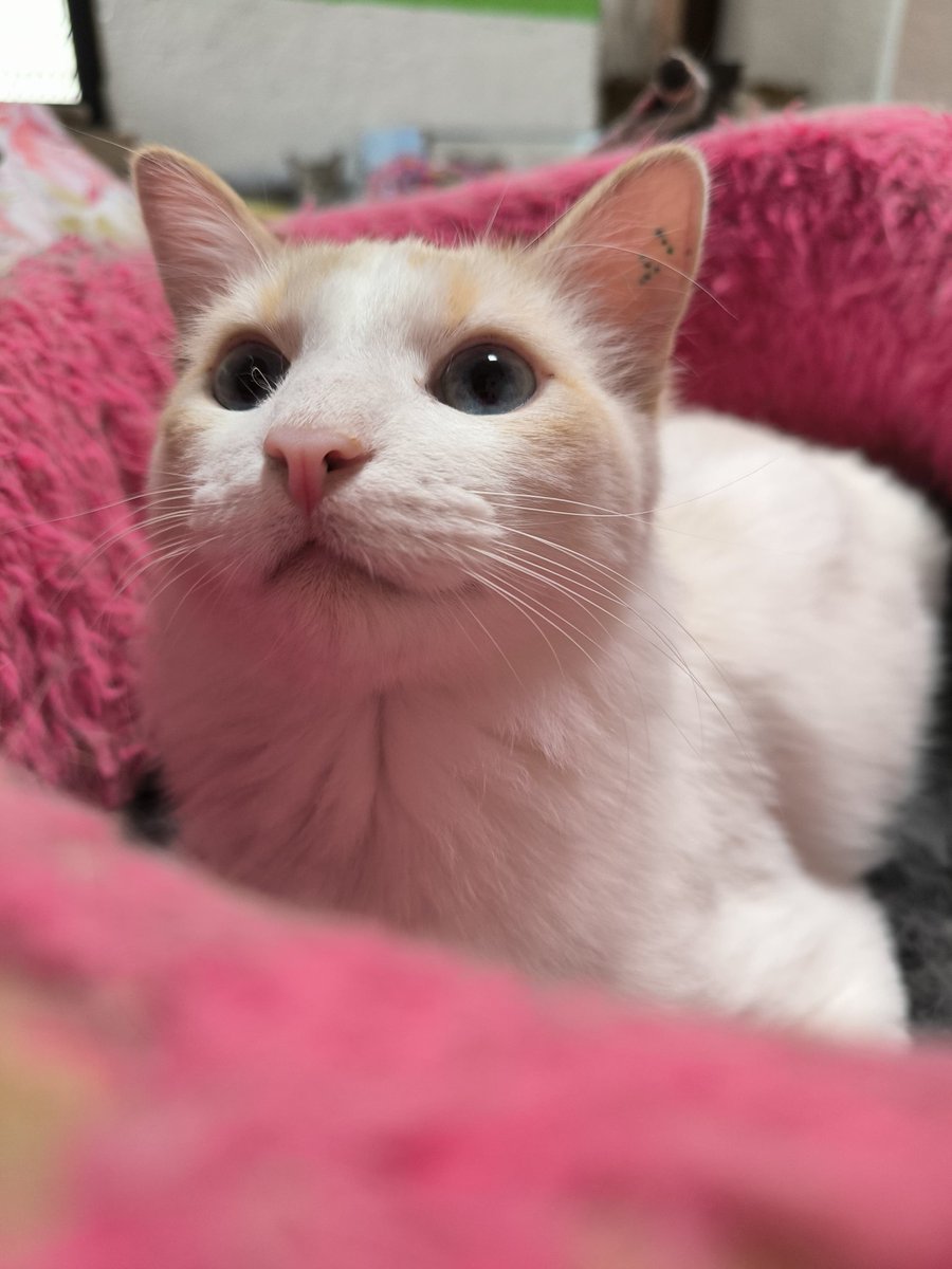 Desde que llegó Elote no ha recibido ni un saludo, jajaja, ¿por? 👀

Él es todo lo que les han dicho de los michies punto flama (o siamese red point). Es amoroso, empalagoso, cariñoso, de esos michies que te van a hacer reír si o si. 🙃

Sigue en tratamiento porque no puede