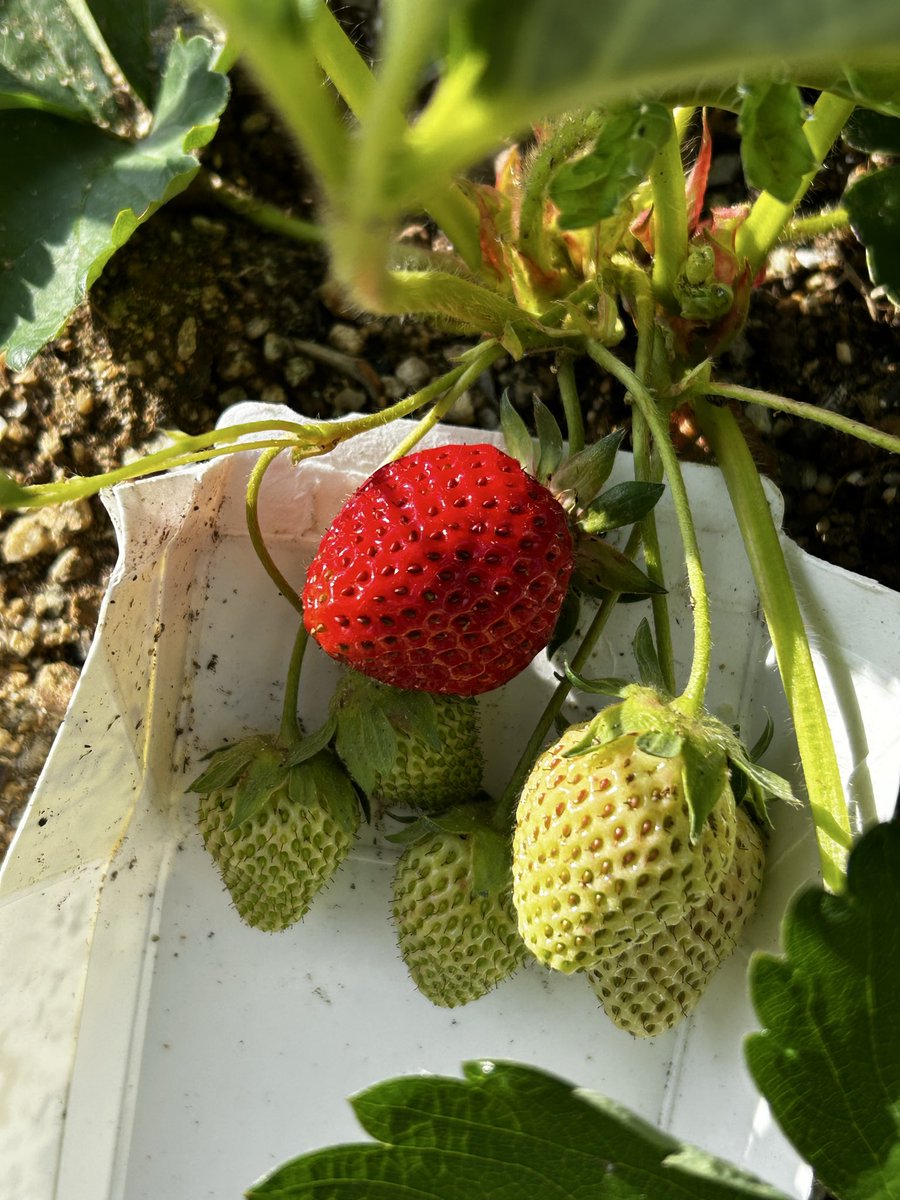 家の庭で初いちご ２つぶ🍓🍓☺️

めちゃくちゃ新鮮で甘かったです💕
増やしたい✨