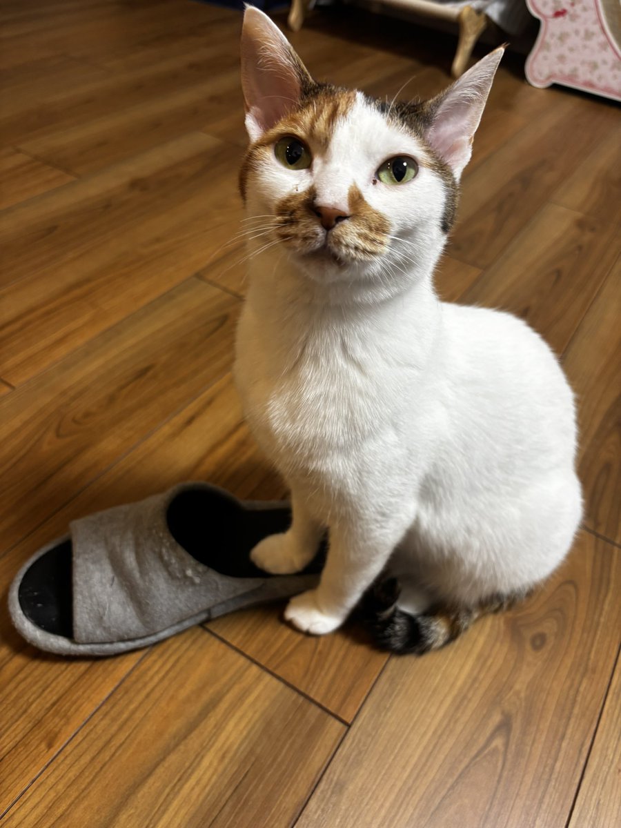 chan_aco_'s tweet photo. お絹やんもスリッパ履きたいんかなぁ☺️
 #猫 #猫好きさんと繋がりたい https://t.co/mJesiMkzVJ