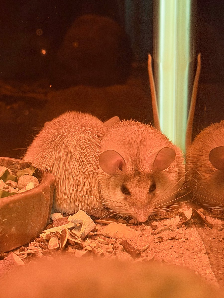 LITA🦎🐹🐀🐟 tweet media