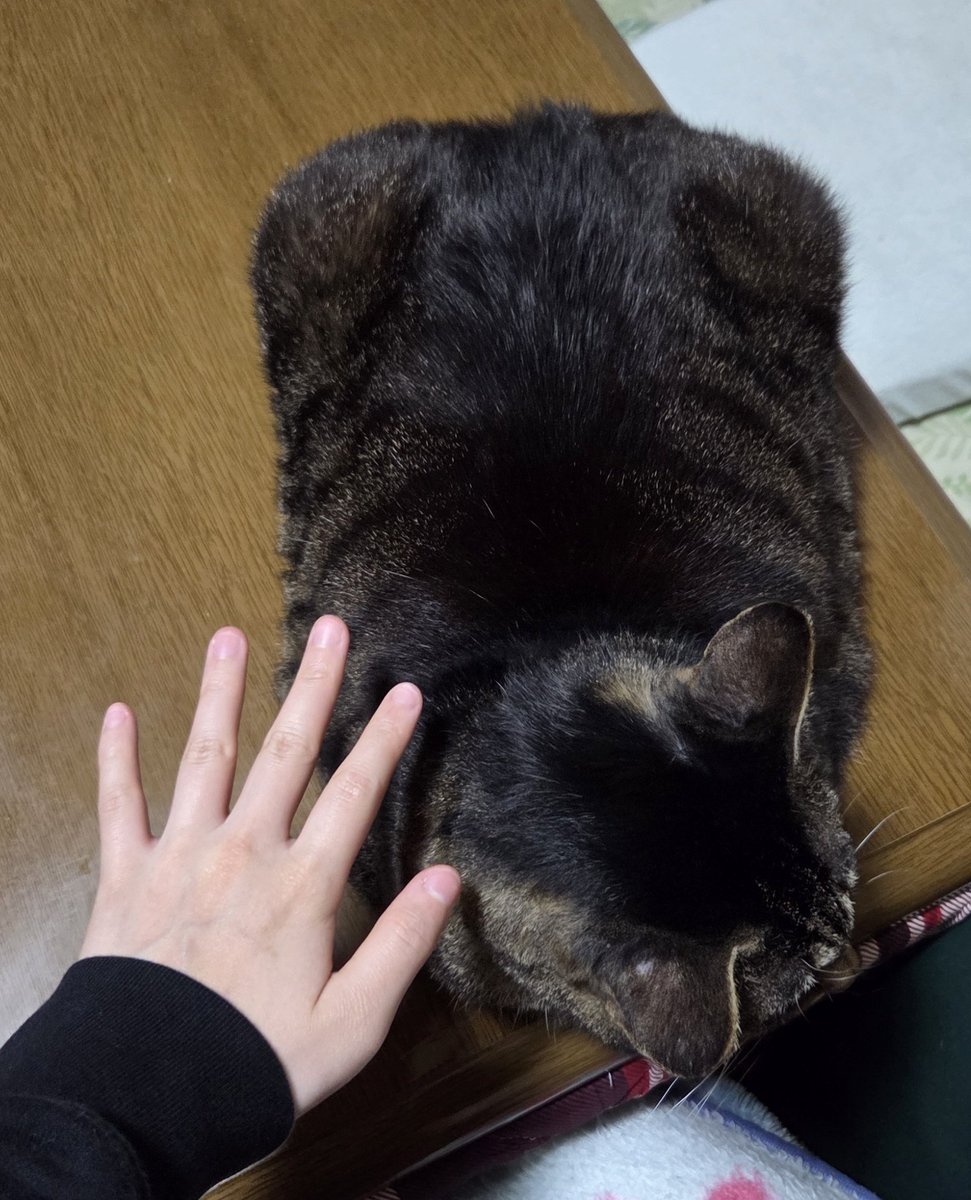 dOLgfqaClsKAHS0's tweet photo. デブ猫( ≖ᴗ≖​) https://t.co/chjyTZ8Bgq