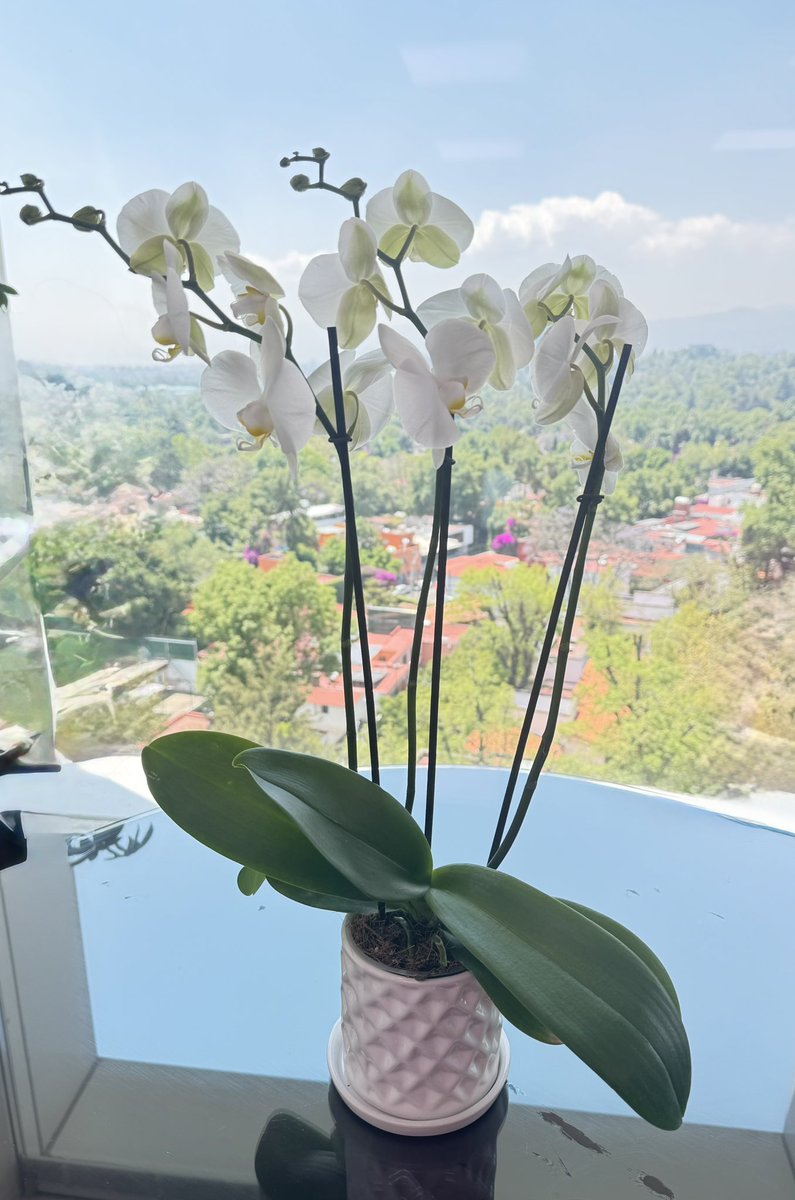 Qué bonito es te reciban así al llegar a la oficina !!! 😍 y no no es de un galán !!! Los regalos de las amistades también emocionan mucho !!! Se siente muy bonito recibir tanto cariño 🫶 🙏🏼🥹 #vida #amistad #felicidad a arrancar el día !!!
