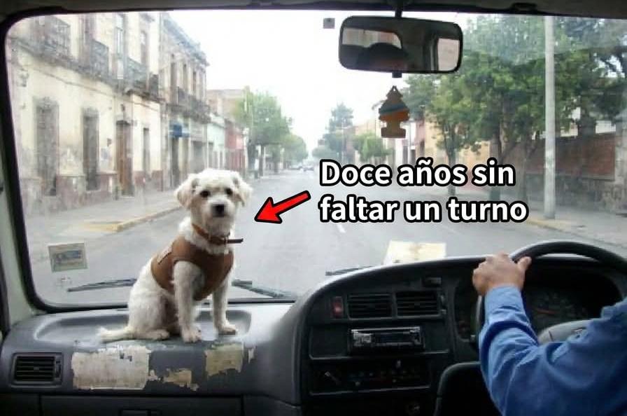 Sabueson's tweet image. Toby es el perro de  Memo, el chofer de la ruta 14 en Ciudad de México. Tiene chaleco marrón y un lugar fijo en el tablero, junto al volante. 🧥

Lleva doce años haciendo la misma ruta. La misma hora. El mismo asiento de adelante. ⏱️

#perros #amorperruno