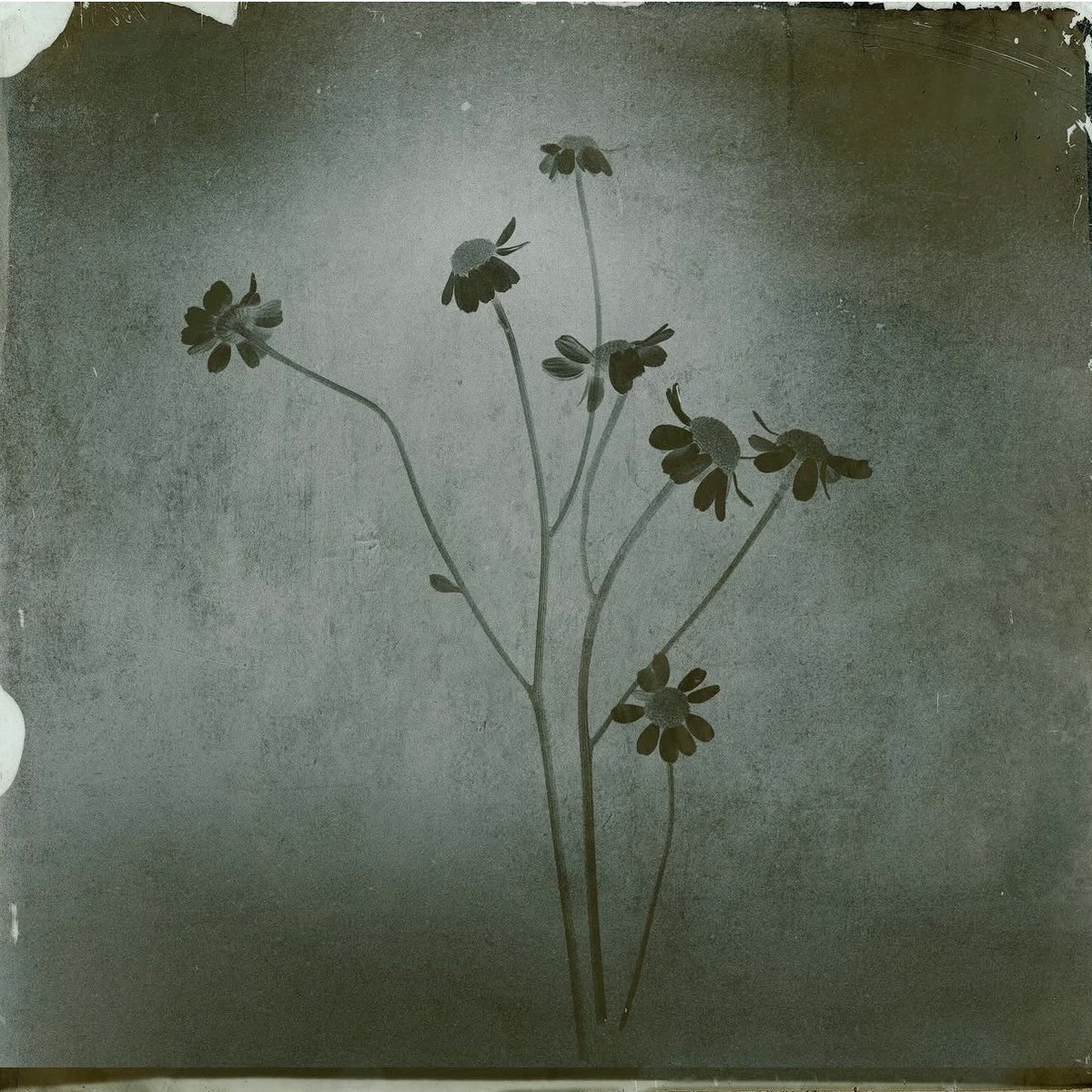 Marciodey's tweet image. Eu realmente não sei o que esperar desse álbum, porque para mim o eternal sunshine já tinha sido o ápice…mas com essa capa, ela vai entregar muitoooo
#AG8 #petal #arianagrande