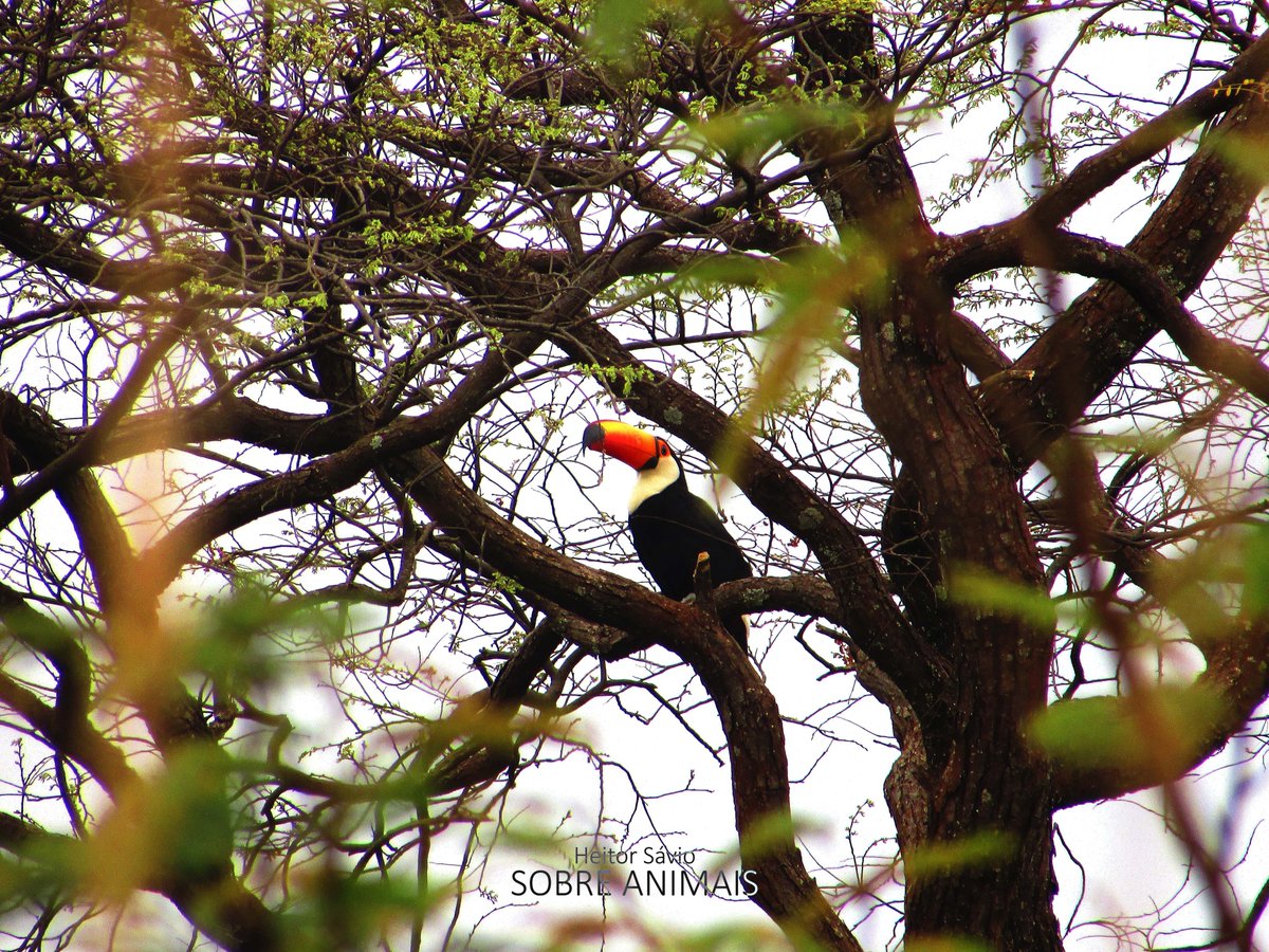 sobreanimaisyt's tweet image. Tucano-toco (Ramphastos toco)
#animais #selvagem #bichos #natureza