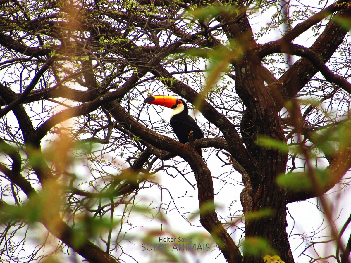 sobreanimaisyt's tweet image. Tucano-toco (Ramphastos toco)
#animais #selvagem #bichos #natureza