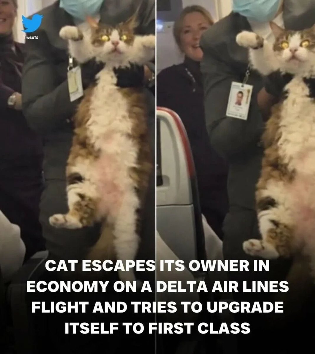 WholesomeMemes tweet media