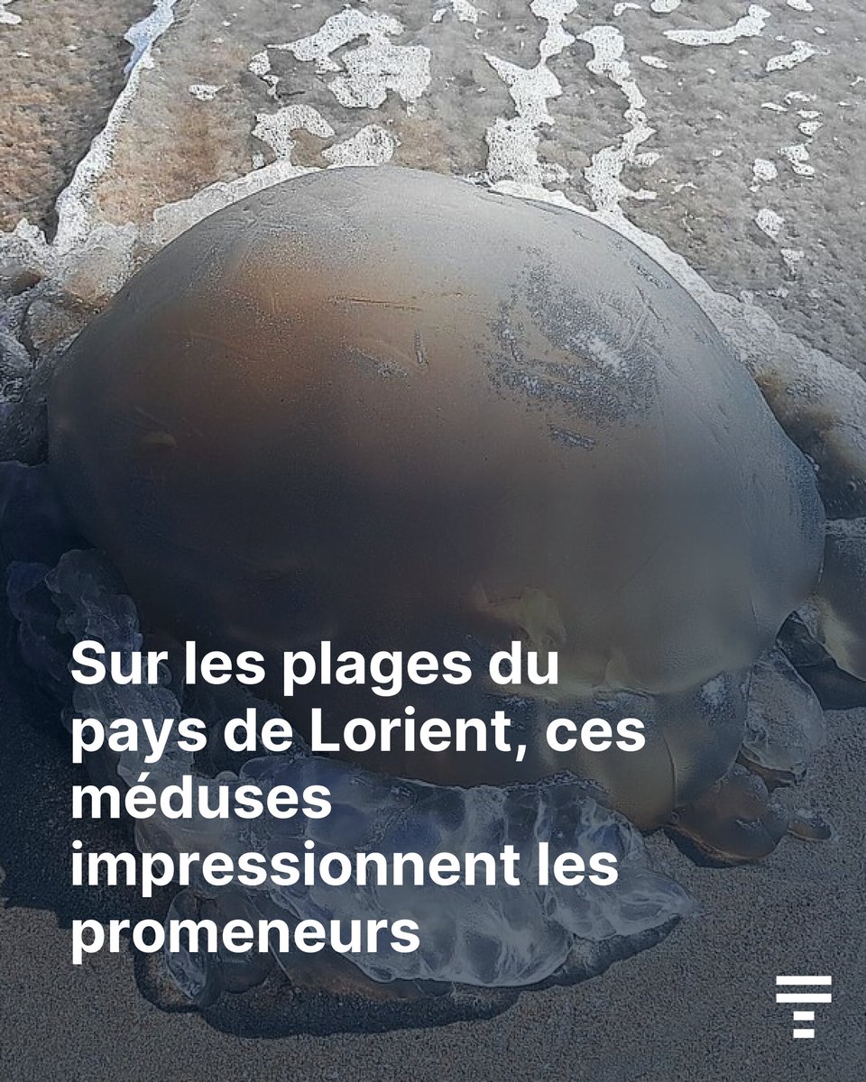 Le Télégramme Lorient tweet media