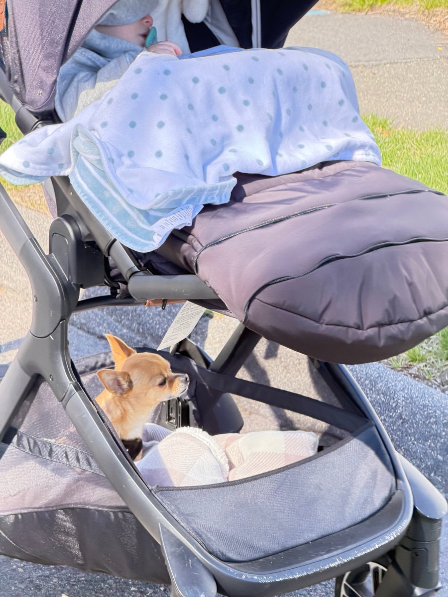 sjforman138's tweet image. It’s double stroller time with Dante 14 mths and Alvey going for a ride. #boston