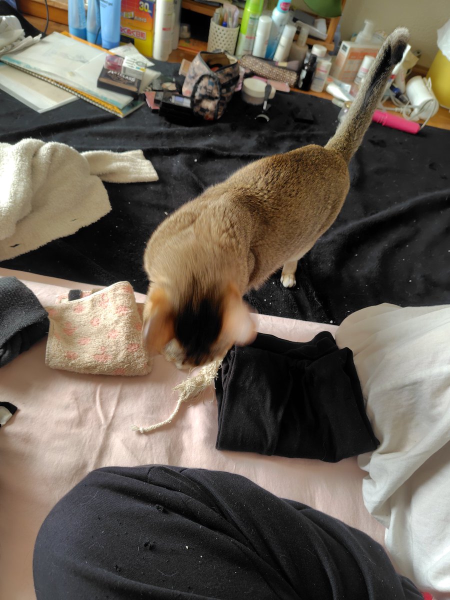 singapula0531's tweet photo. 洗濯物畳んでたら誘惑してくる猫 https://t.co/gUdphGY9m9