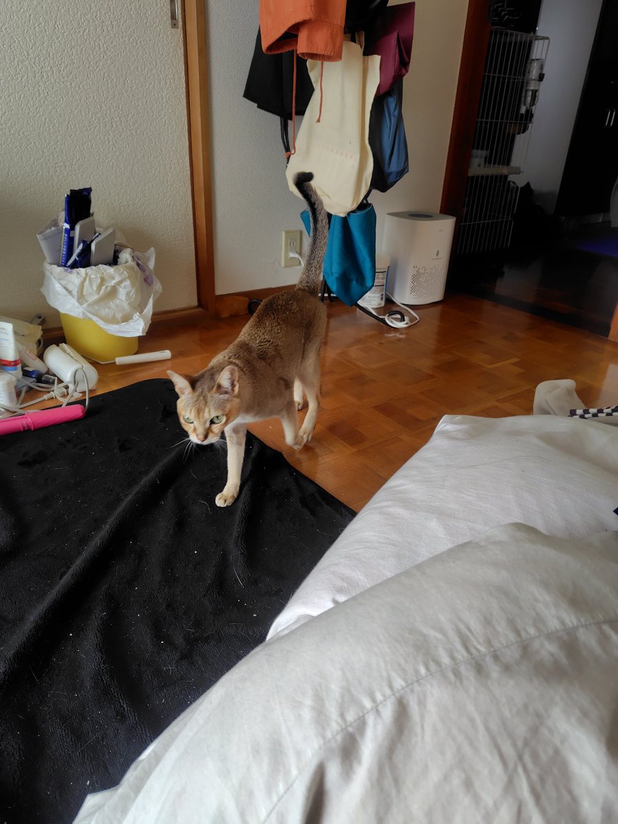 singapula0531's tweet photo. 洗濯物畳んでたら誘惑してくる猫 https://t.co/gUdphGY9m9