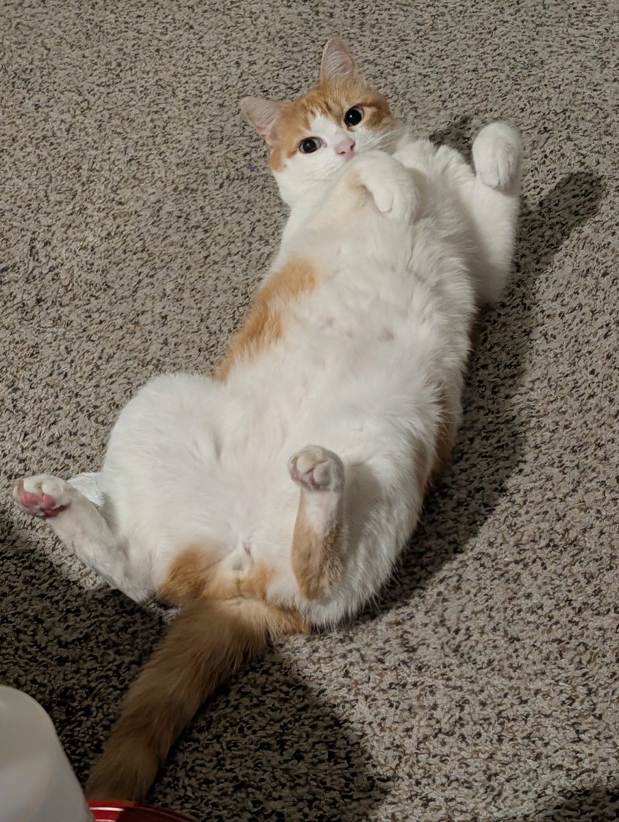 LunarAlba's tweet photo. @elenamics Great way to start the morning, crying my eyes out like a baby 😭 a pic of my silly little man to thank you and show kitty love. https://t.co/tYEEQFdnLJ