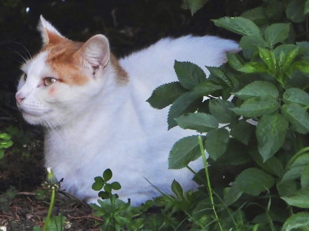 tompolkey's tweet image. A visitor in our garden #cats #pets #closeup #catlovers #photography