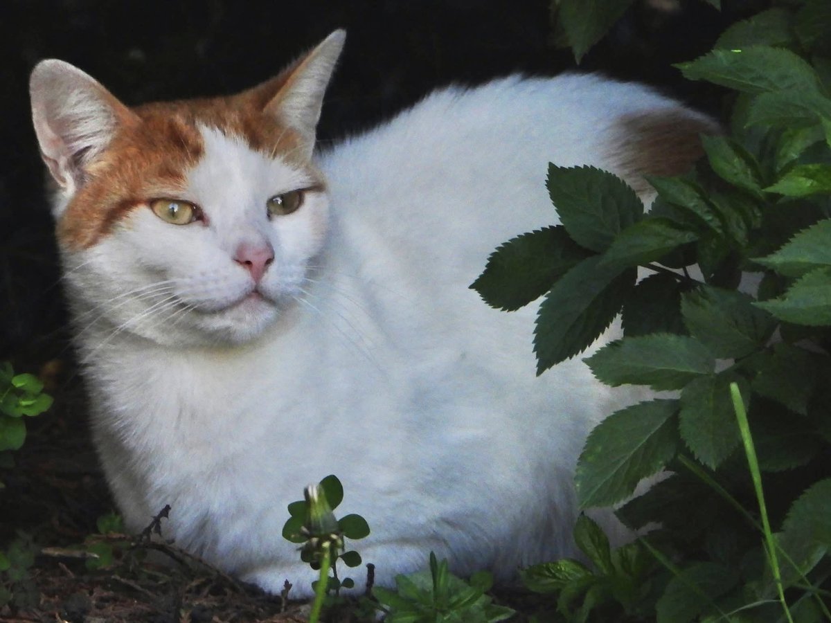 tompolkey's tweet image. A visitor in our garden #cats #pets #closeup #catlovers #photography