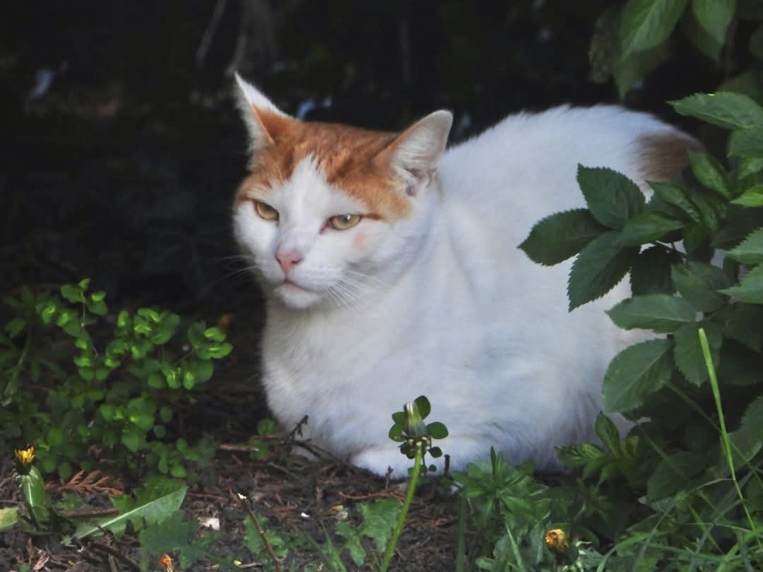 tompolkey's tweet image. A visitor in our garden #cats #pets #closeup #catlovers #photography