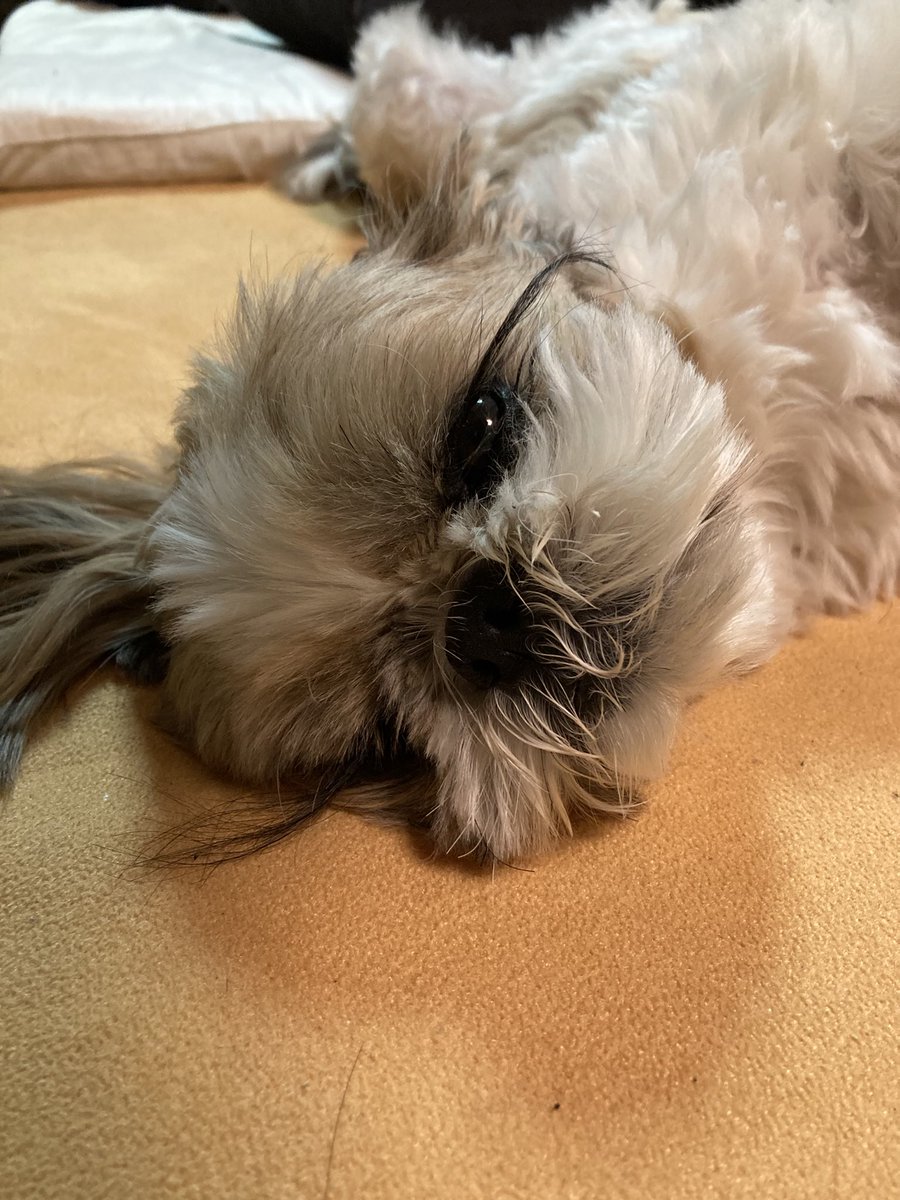 ウメスケ tweet media