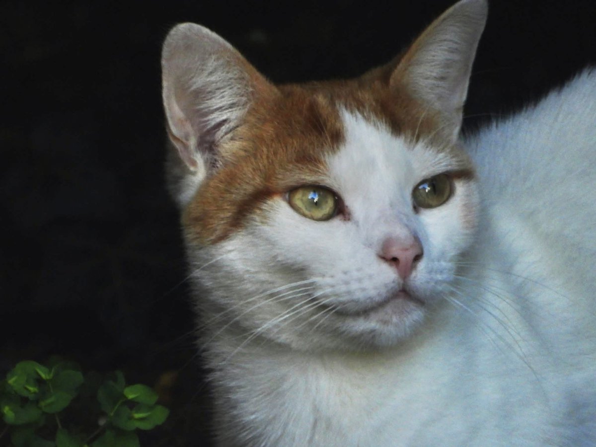 tompolkey's tweet image. A visitor in our garden #cats #pets #closeup #catlovers #photography