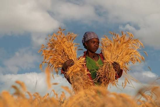 gbushu2014's tweet photo. L’agriculture irriguée d’été représente une étape importante dans le parcours de l’Éthiopie vers l’autosuffisance alimentaire. #ProductionDeBlé #Autosuffisance #EthiopieAvance 🇪🇹
@MFAEthiopia @PMEthiopia @MFAEthiopia @GHessebon @SMHaderaAbera @BerhanuTsegaye @legessetulugoe https://t.co/h9BeUTbagW