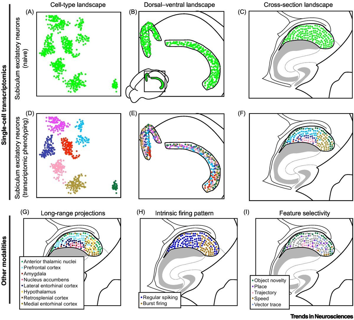 TrendsNeuro's tweet photo. 'The subiculum: cell-type-specific composition, computation, and function'

by Adrienne Kinman, Larissa Kraus &amp; Mark Cembrowski

https://t.co/ulNh67ukeK https://t.co/1sx9XTEc0K