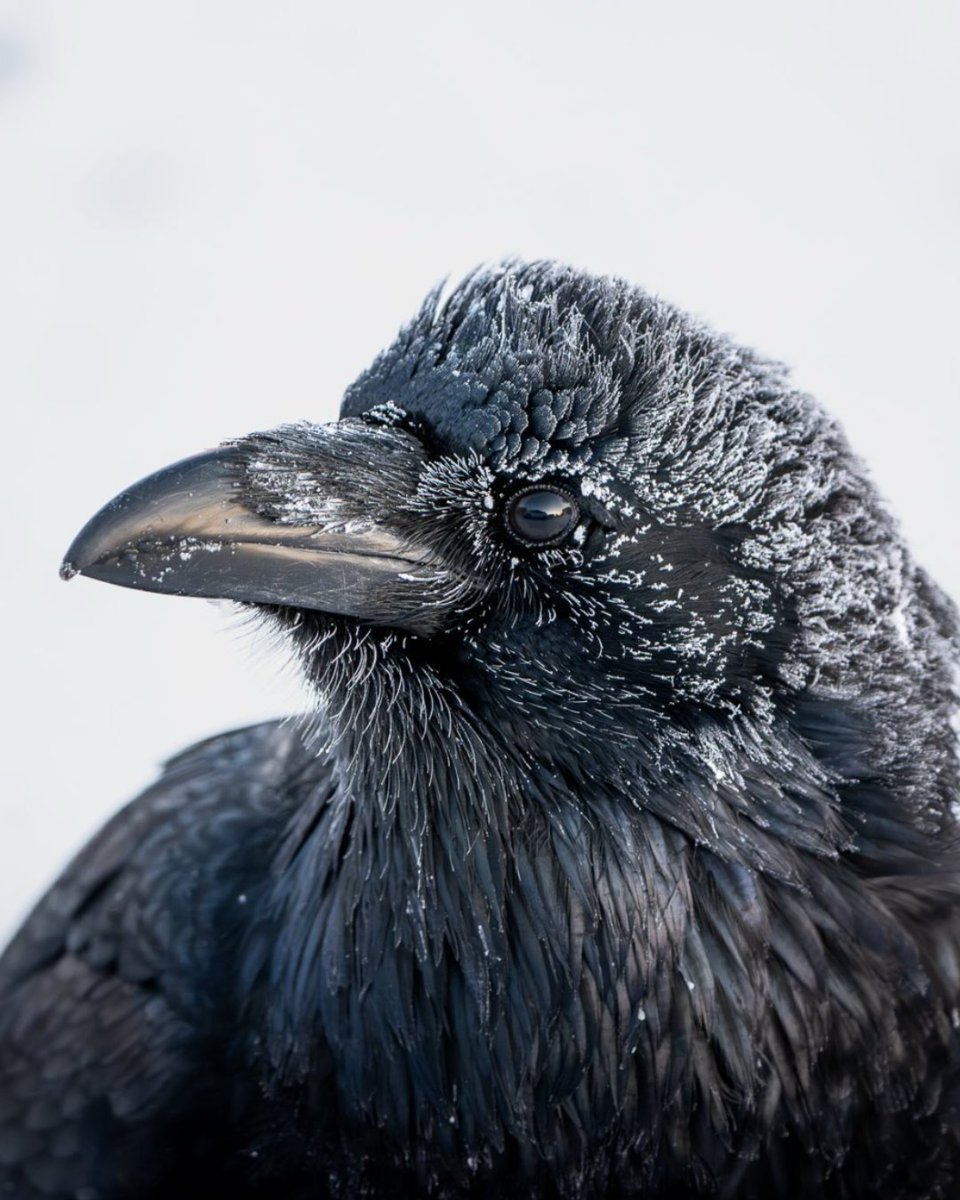 NatureCanada's tweet photo. Crow and Raven Appreciation Day!

If you’ve ever looked up at a large, ink-black bird perched on a fence and wondered, “Wait, is that a crow or a raven?” you aren't alone. These two species are the ultimate "look-alikes" of the avian world. Both are members of the Corvidae family (known as corvids), both are exceptionally intelligent, and both sport that iconic, iridescent black plumage.

Can you tell the difference? Let us know which of the following 4 pictures are a crow or raven!

Photo credits:
1. Nick Schwinghamer
2. Gerry Neville
3. Bert Minor
4. Leslie Banister